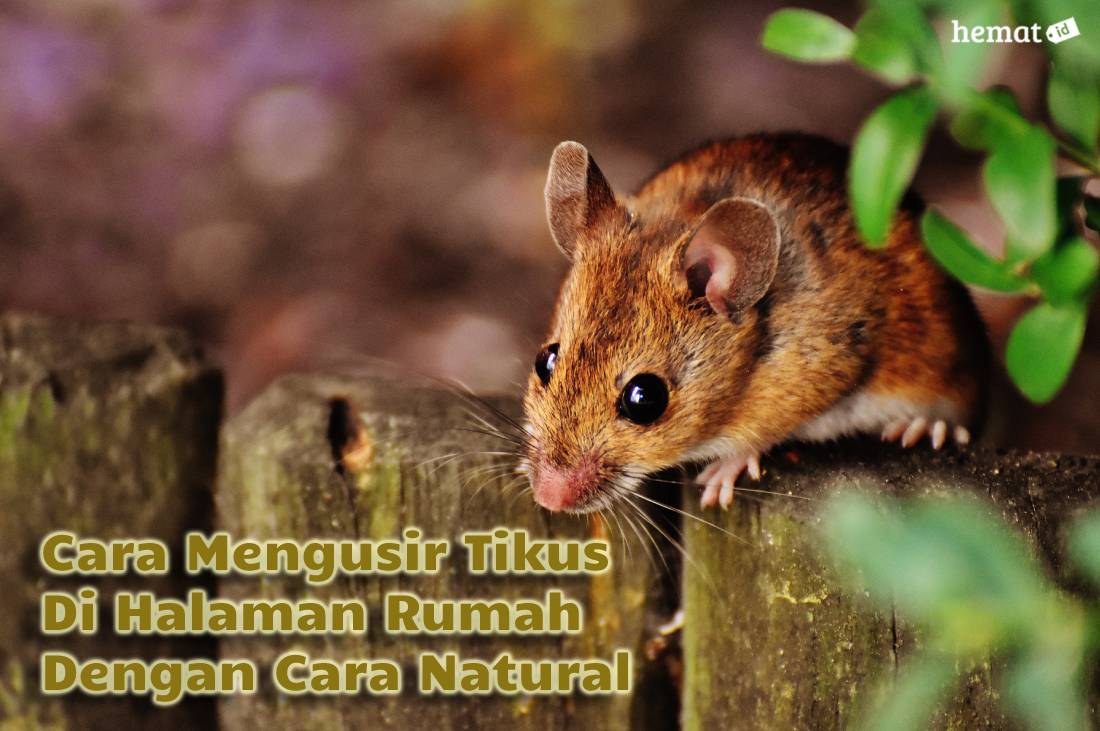 Cara Mengusir Tikus Di Halaman Rumah Dengan Cara Natural