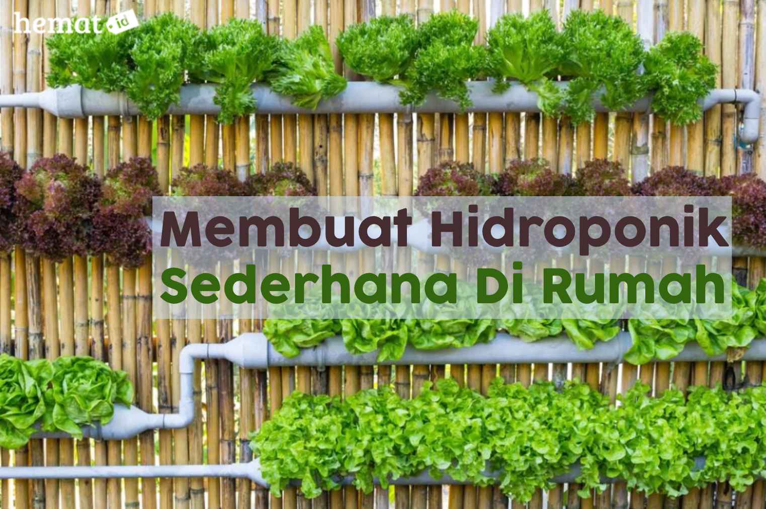 Membuat Hidroponik Sederhana Di Rumah