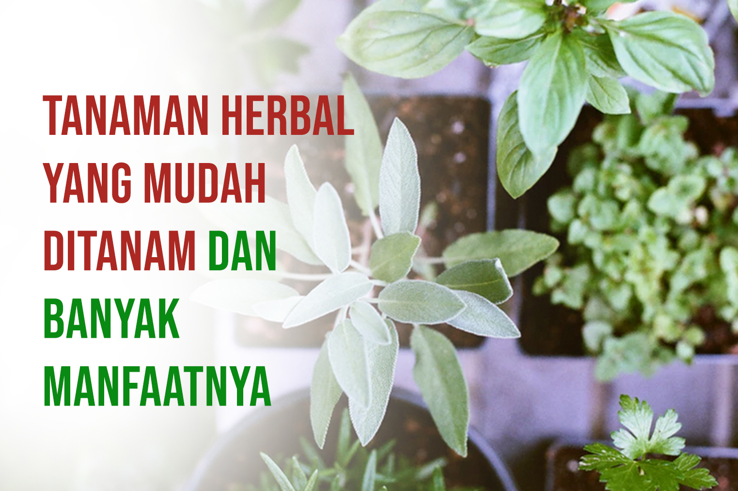 Tanaman Herbal Yang Mudah Ditanam Dan Banyak Manfaatnya