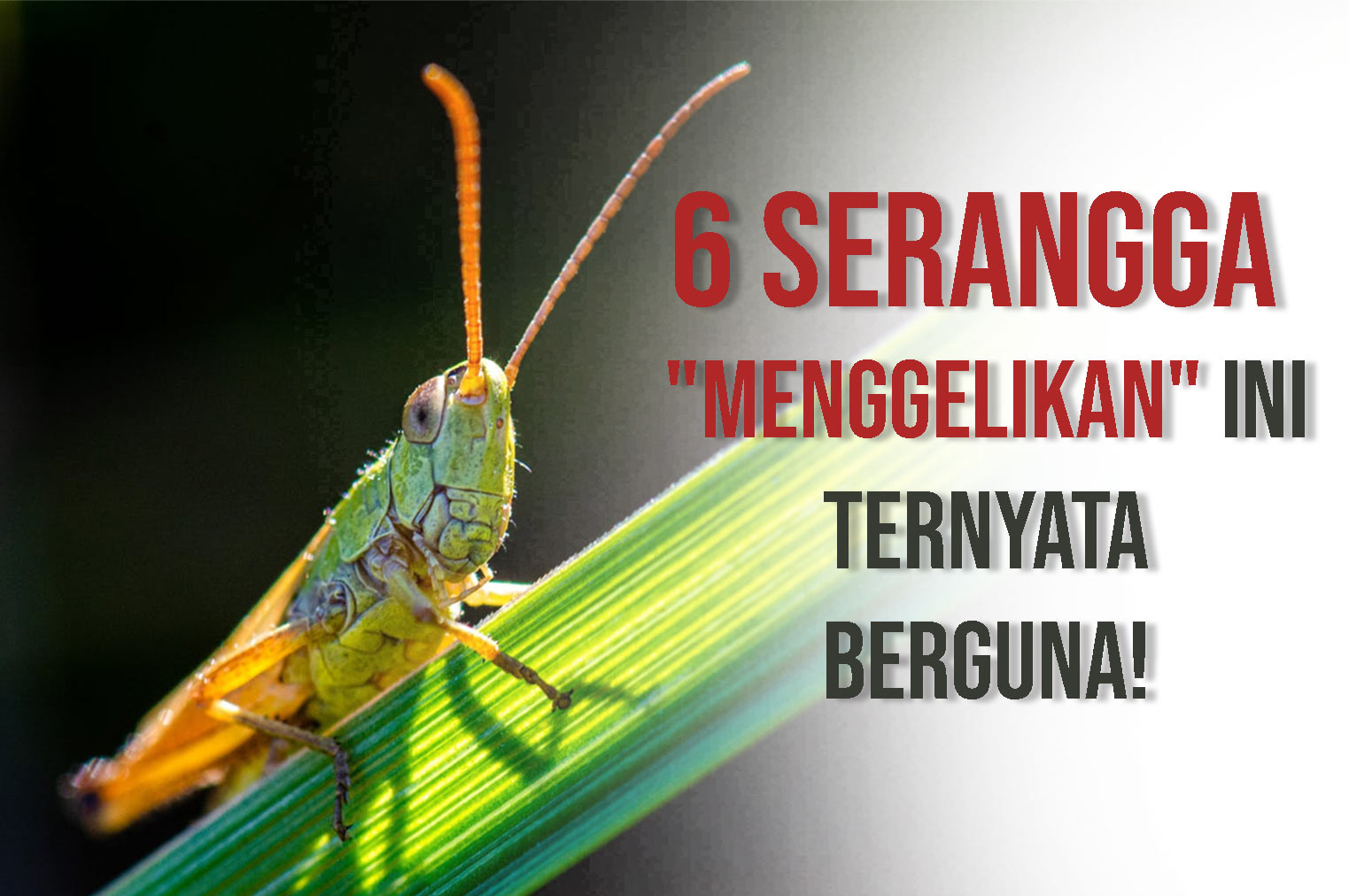 6 Serangga “Menggelikan” Ini Ternyata Berguna!