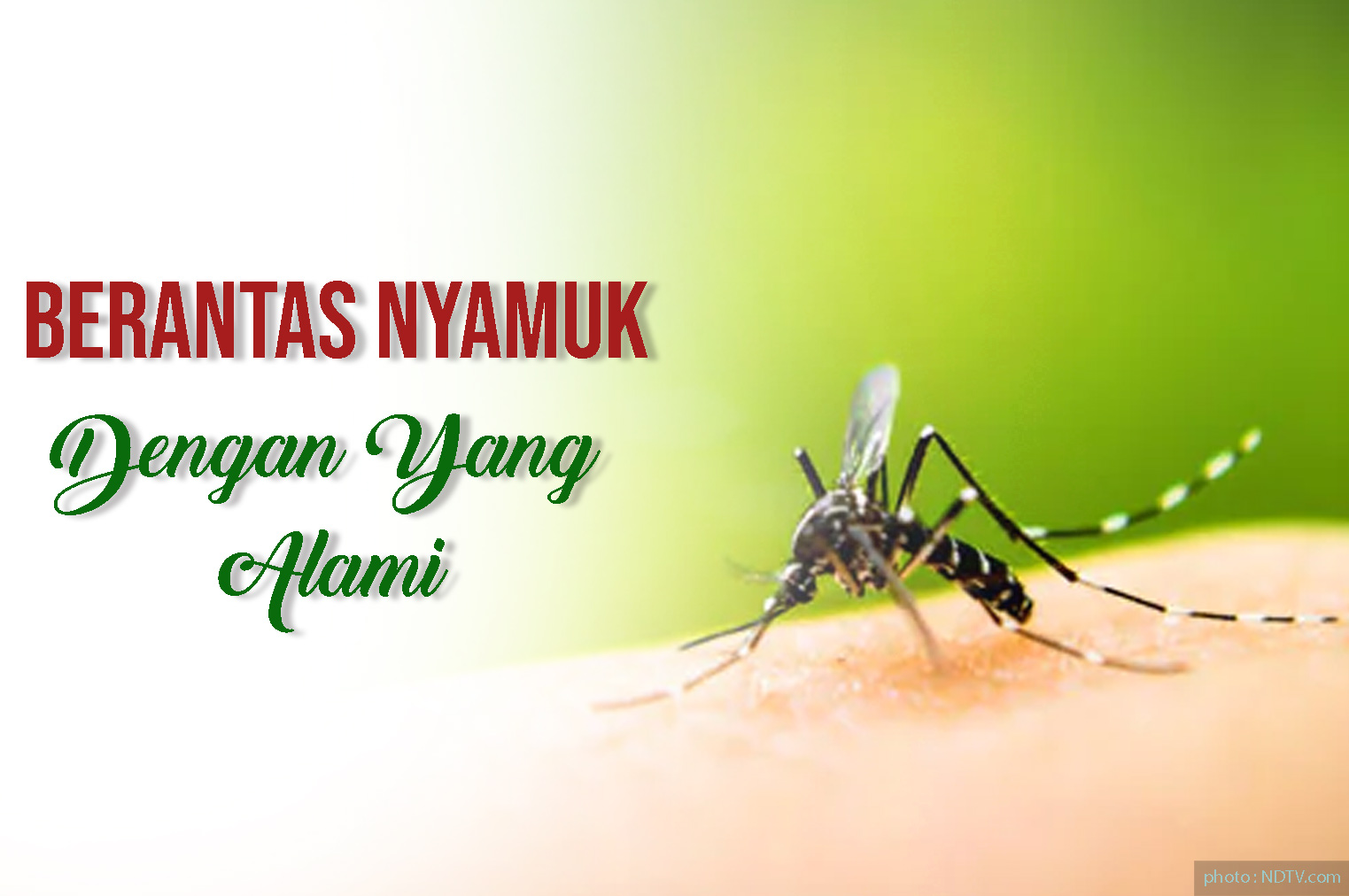 Berantas Nyamuk Dengan Yang Alami