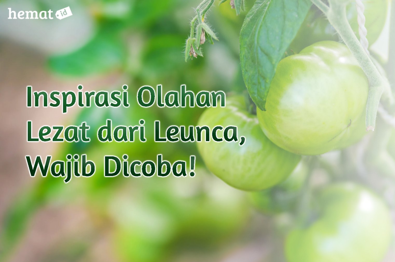 Olahan Lezat dari Leunca, Wajib Dicoba!