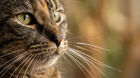 Anatomi Kumis Kucing: Fungsi Vibrissae dan Mengapa Tak Boleh Dipotong