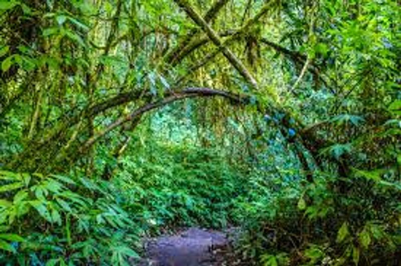 Hutan-Primer