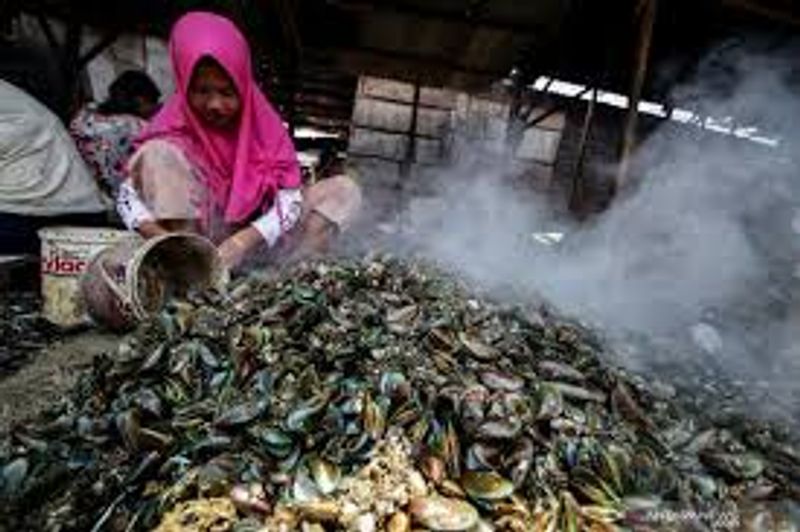 kerang hijau