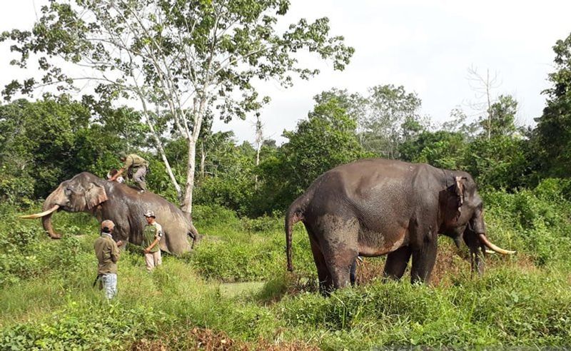 gajah-sumatra