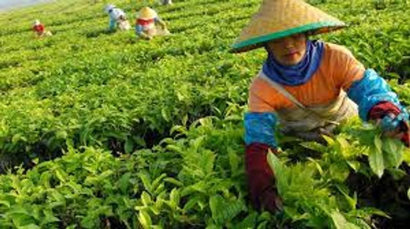 kebun teh