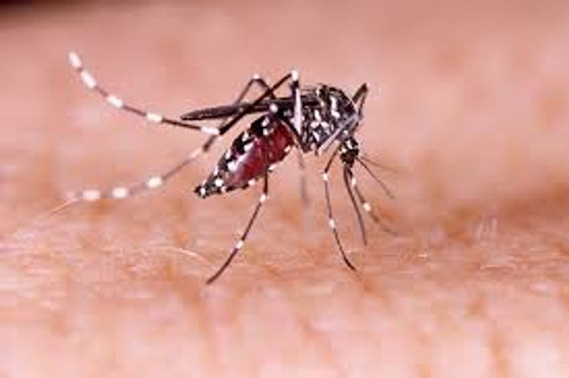 nyamuk dengue