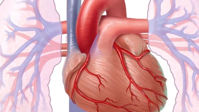 cardiovaskular