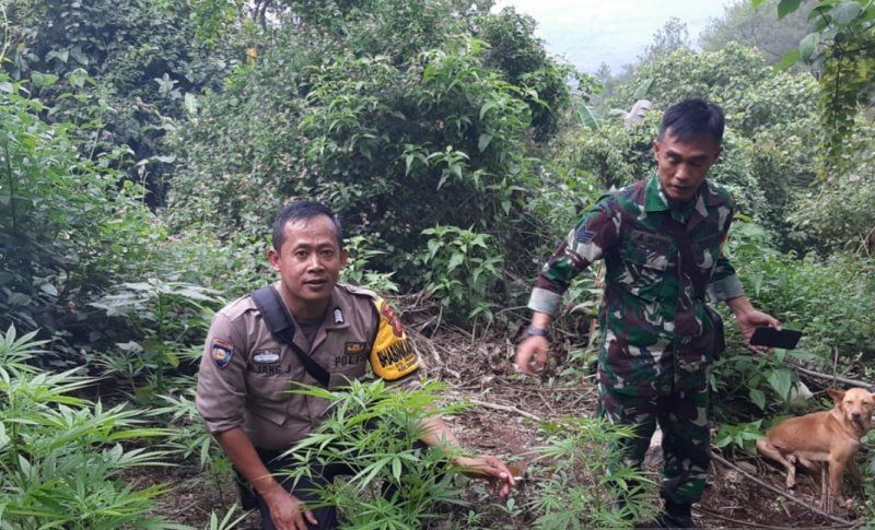 gunung guntur=ganja