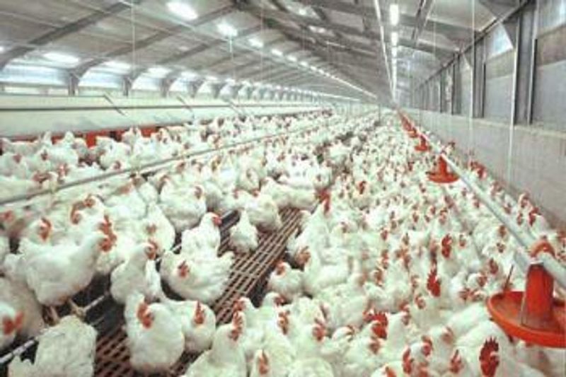 peternakan-ayam2-58745f991393738b0dabbe52
