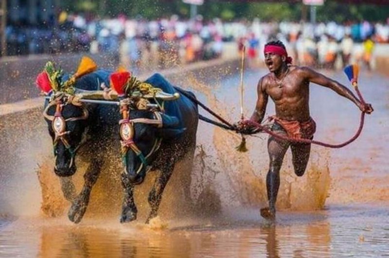 Joki Karbala:World Of Buzz