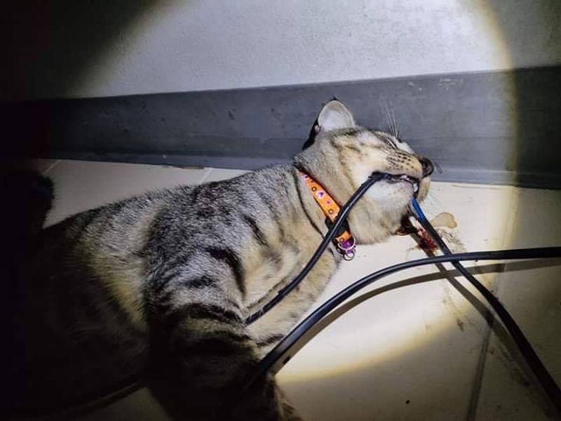 KUCING