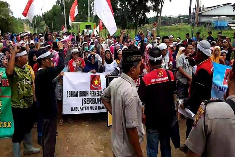 di-phk-tanpa-pesangon-300-buruh-pt-lonsum-ancam-duduki-lahan-perusahaan-DiN