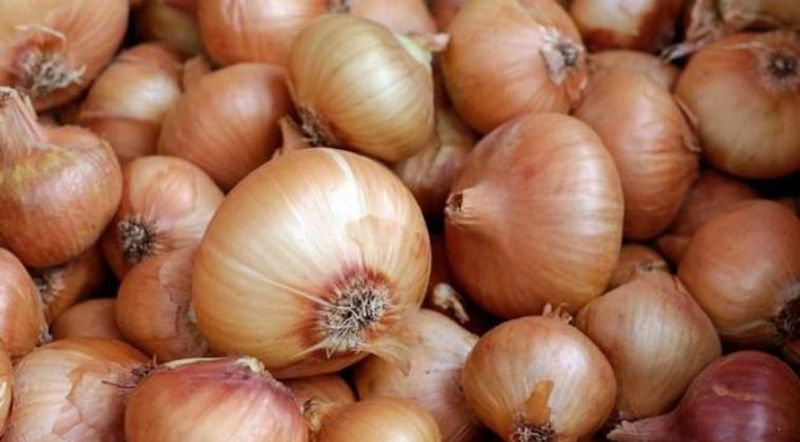bawang-bombai
