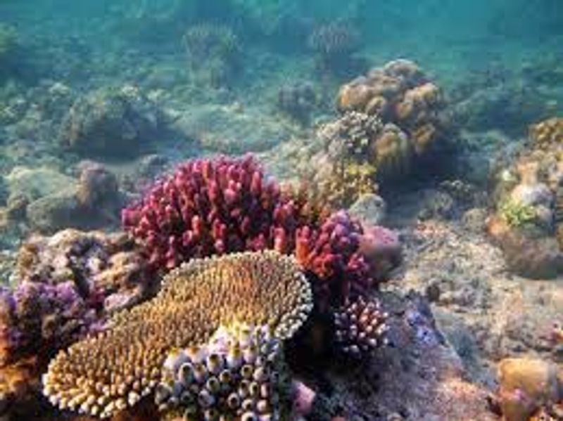 turumbu karang