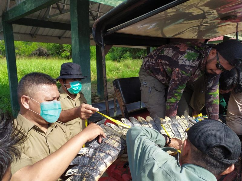 Pelepasliaran Satwa Buaya Muara (Crocodylus porosus) di TN Rawa Aopa Watumohai