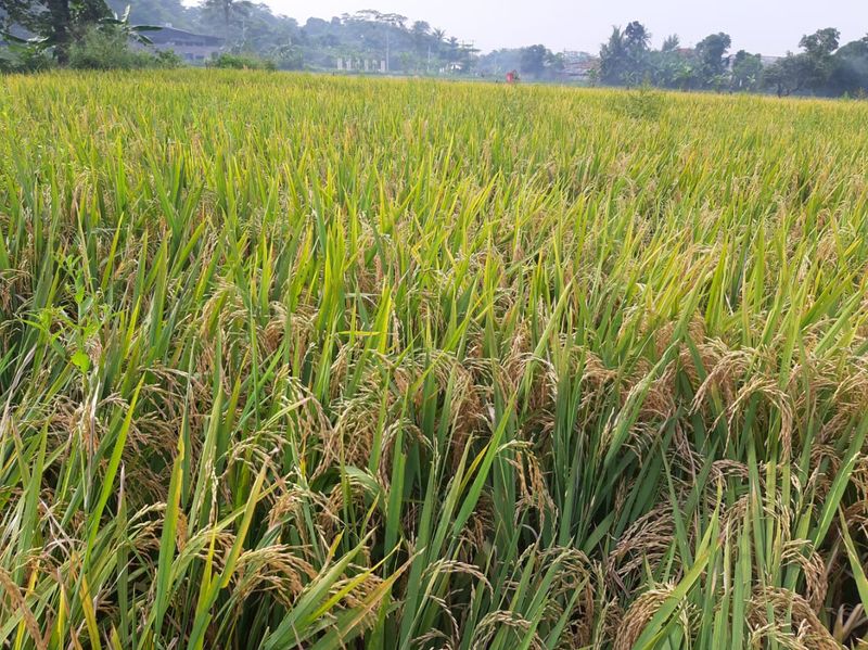 IMG-20200419-WA0073