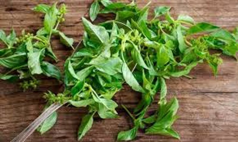daun kemangi