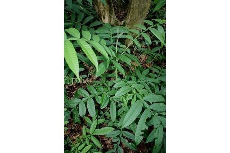 Daun-Sungkai-foto-sindonews com_