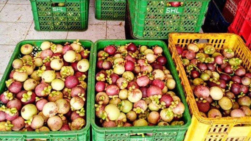buah-manggis-manggis