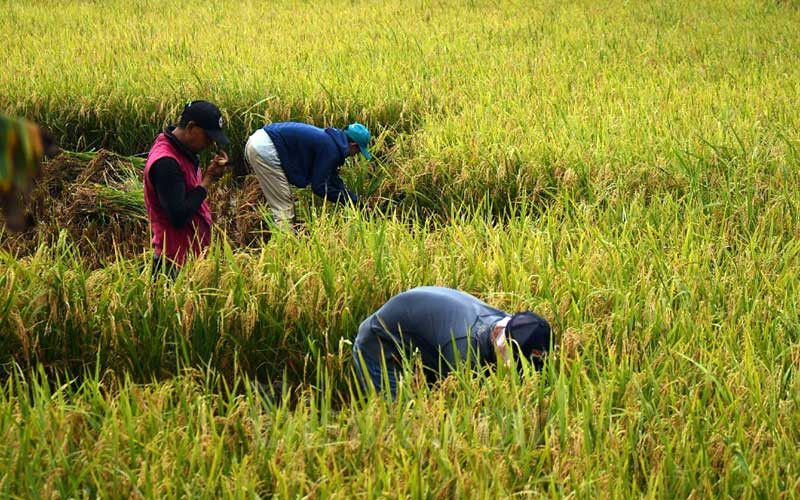 dul-petani-padi-6
