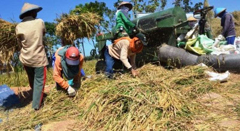 FOTO-PERTANIAN-JATIM-Harga-Gabah-Kering-Stabil-Rp4 100-Kg1