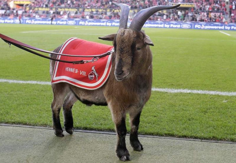 maskot fccologne (fandom it)