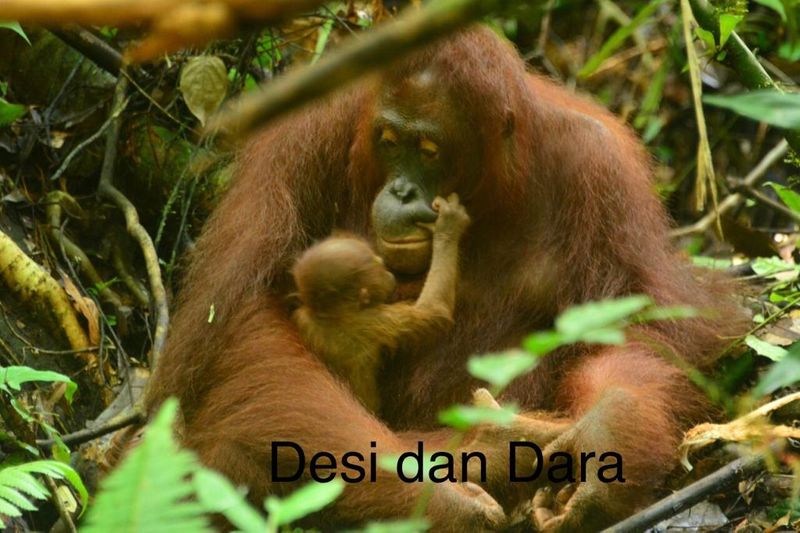 TN Bukit Baka Bukit Raya Hasilkan Empat Kelahiran Orangutan Dari Program Pelepas