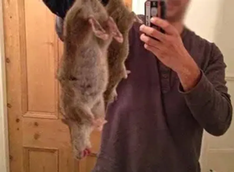 tikus liverpool