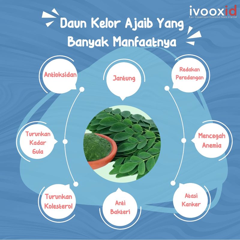 Melihat Manfaat Daun Kelor dari Segi Kesehatan