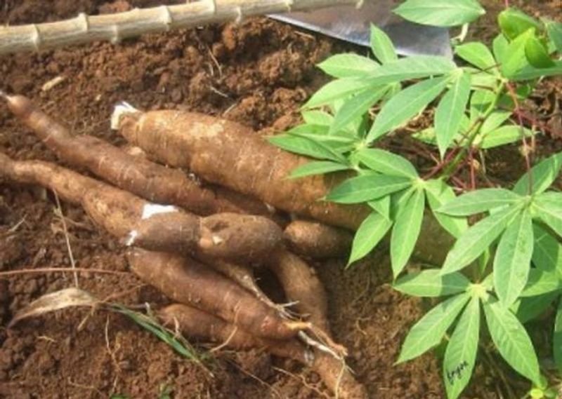 potensi-ubi-kayu-mendukung-diversifikasi-pangan-lokal-dalam-ketahanan-pangan-nas