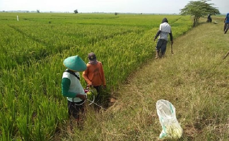 ntp-dan-ntup-terus-naik--kementan-beri-apresiasi-petani