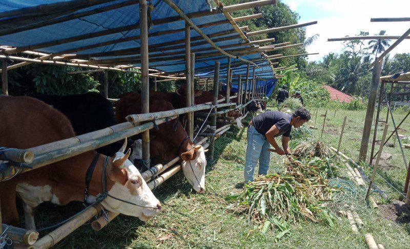 ternak pengungsi