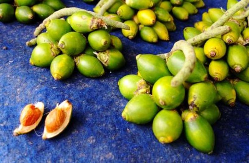 Update-Harga-Pinang-Kering-Per-Kilo-Terbaru