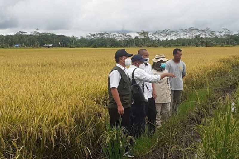 pemda-kalteng-apresiasi-dukungan-pempus-untuk-food-estate-asHyQb0Spg