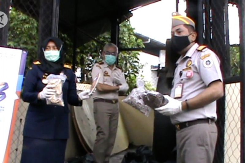 bibit tanaman dimusnahkan Antara