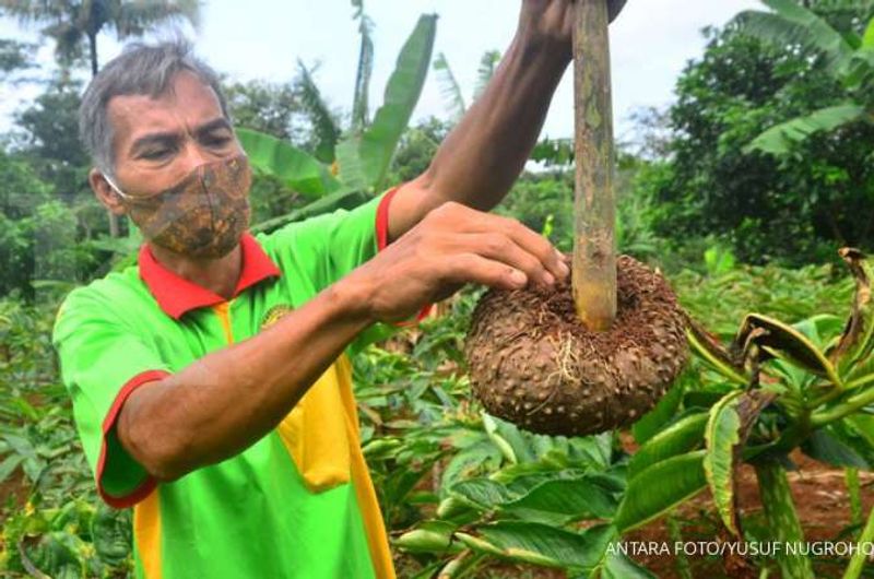 Tanam-porang-bisa-dapat-Rp-3-miliar-tak-sampai-2