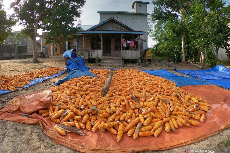 Awal-Panen-Raya-Jagung-di-Jambi-010919-ws-4