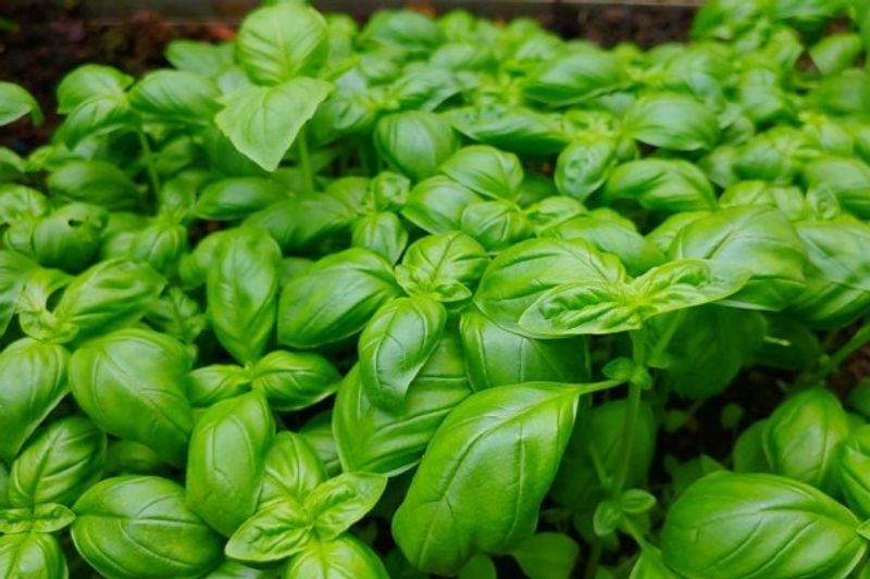 basil-5302622-1280-7f6300544f0e6560c581f2c349d7a48f_600x400