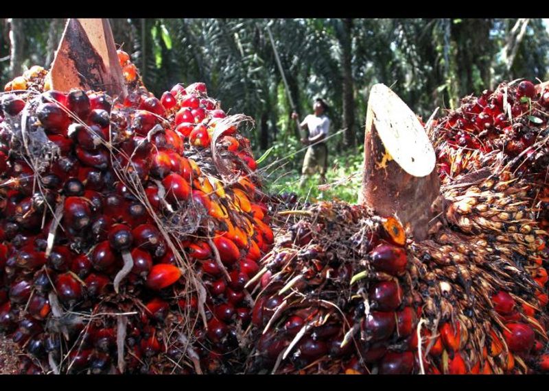 hasil-produksi-kelapa-sawit-od4gjs-hl