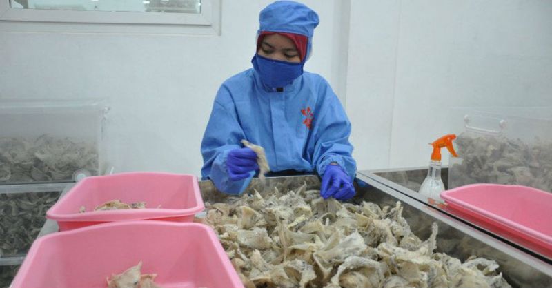 210606085757-porang-dan-sarang-burung-walet-masuk-program-super-prioritas-pertan