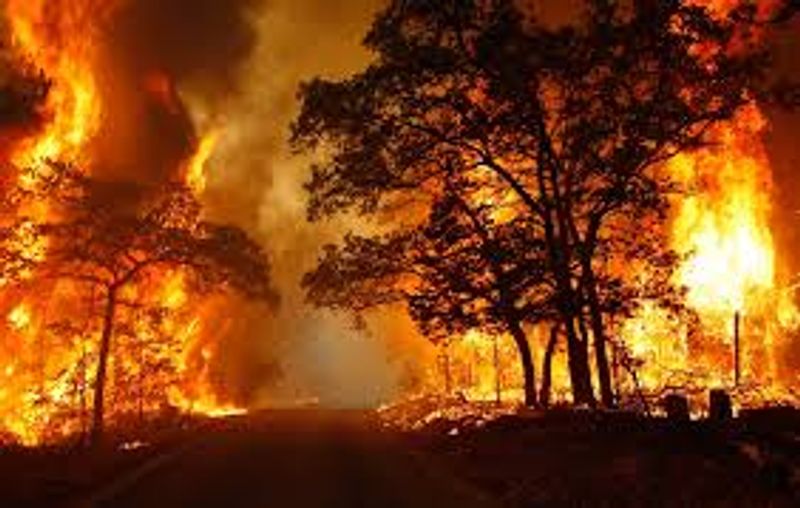 kebakaran hutan