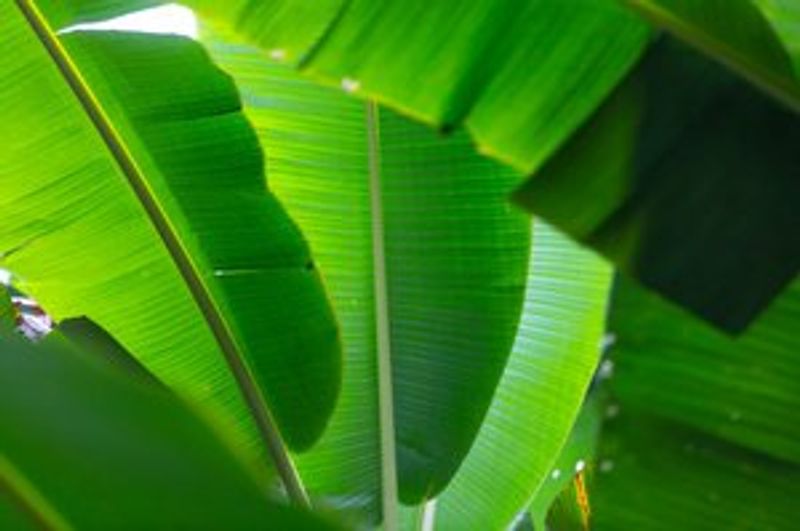 daun pisang