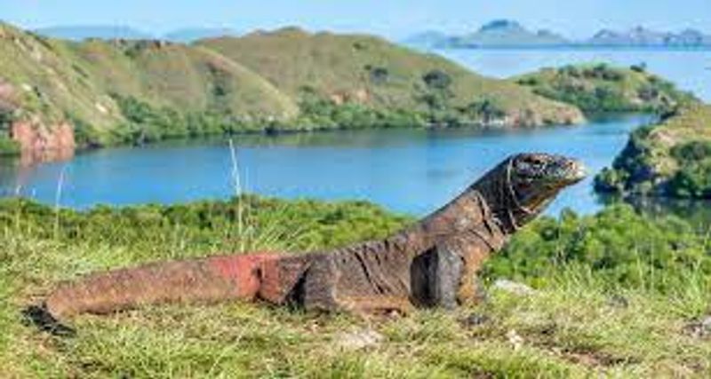 pulau komodo