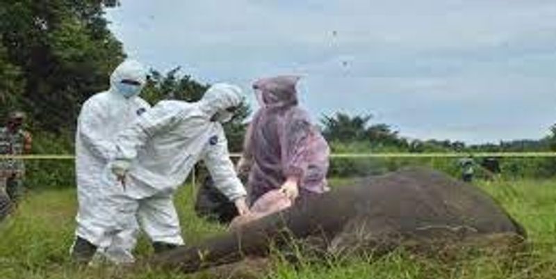 gajah