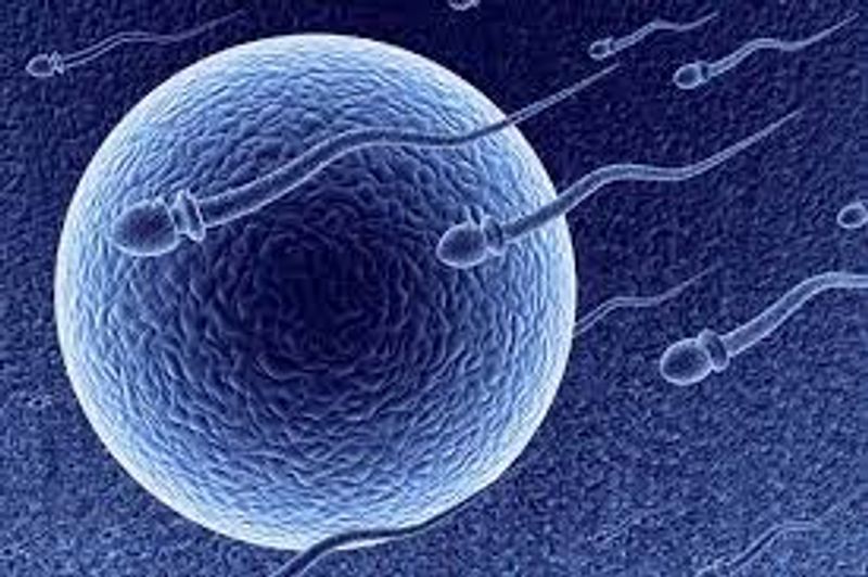 ovum