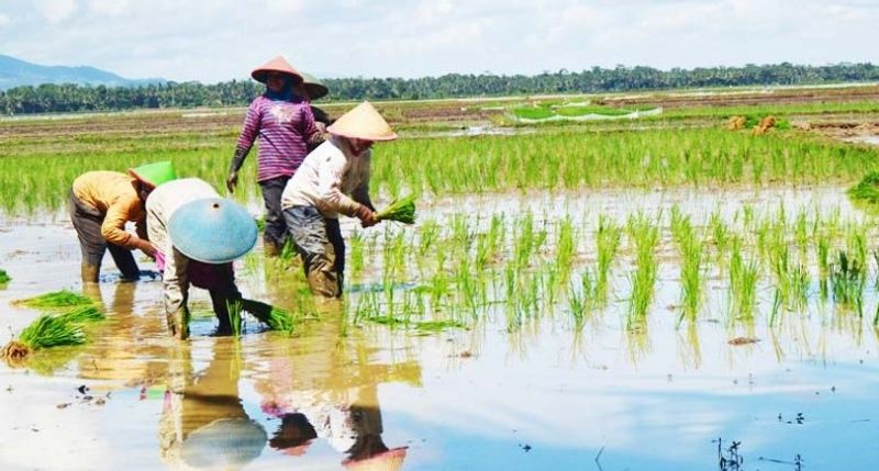 petani