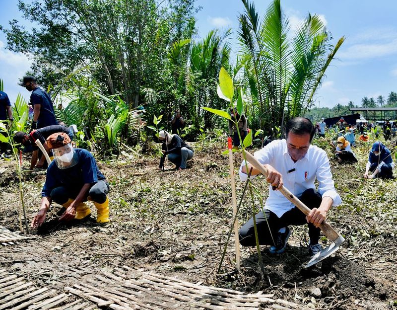 Presiden Tanam Mangrove untuk Pemulihan Lingkungan dan Mitigasi Iklim