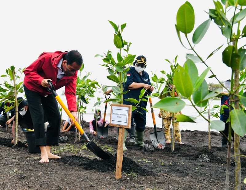 Kendalikan Abrasi, Presiden Jokowi Tanam Mangrove di Pulau Terdepan Bengkalis